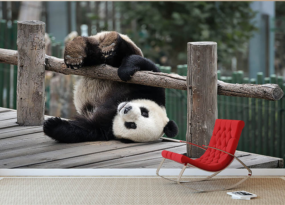 Little Panda Wall Mural Wallpaper - Canvas Art Rocks - 2