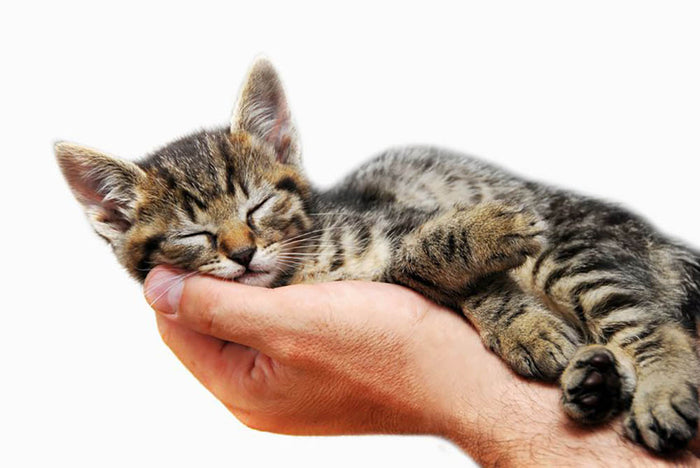 Little baby cat sleeping in male arms Wall Mural Wallpaper