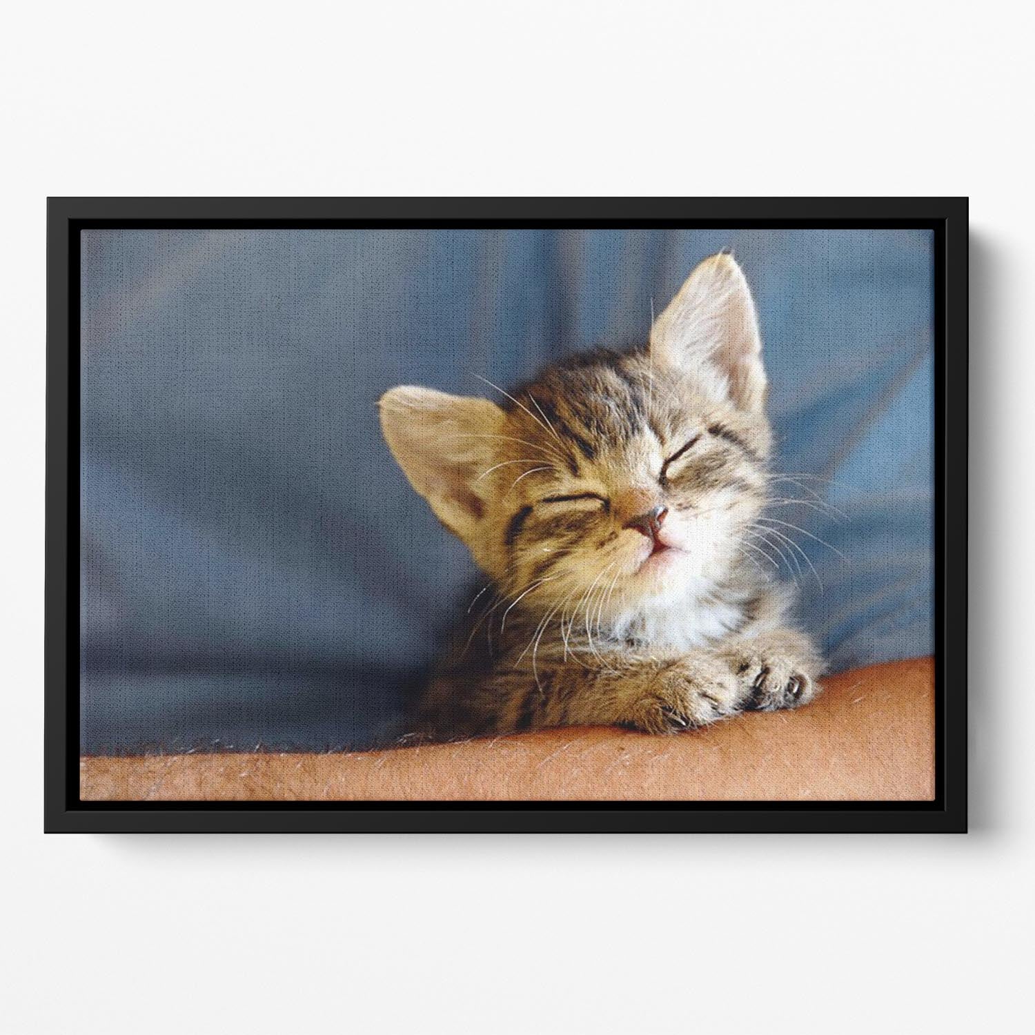 Little cat sleeping on human hand closeup Floating Framed Canvas - Canvas Art Rocks - 2