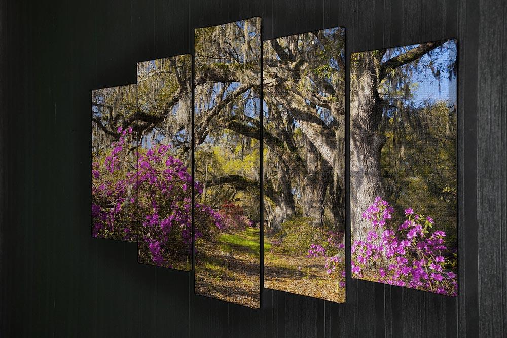 Live oak trees in morning sunlight 5 Split Panel Canvas  - Canvas Art Rocks - 2