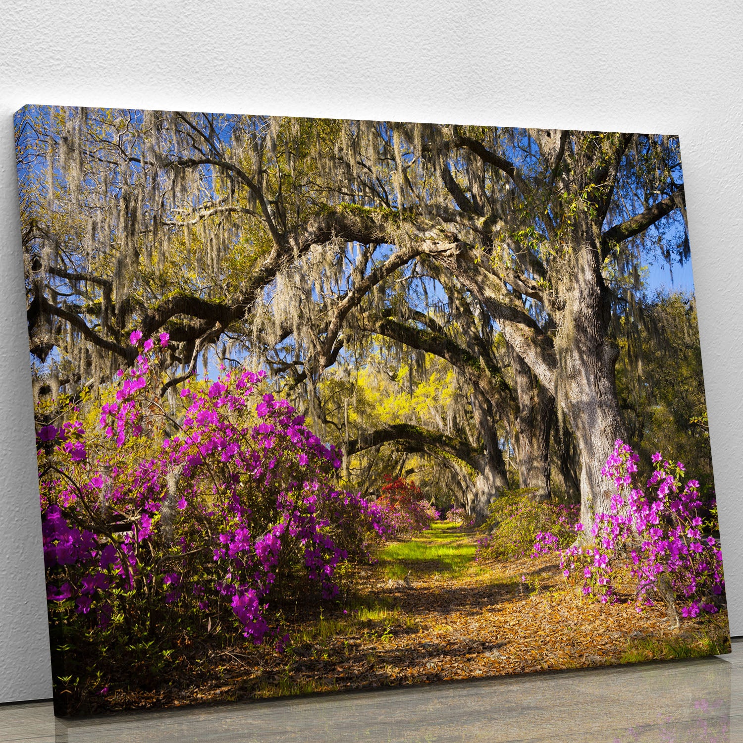 Live oak trees in morning sunlight Canvas Print or Poster - Canvas Art Rocks - 1