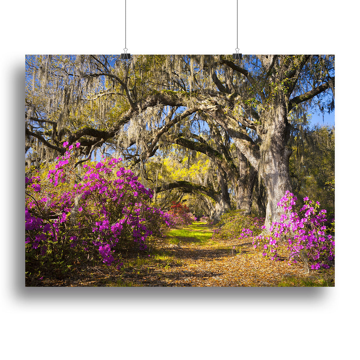 Live oak trees in morning sunlight Canvas Print or Poster - Canvas Art Rocks - 2