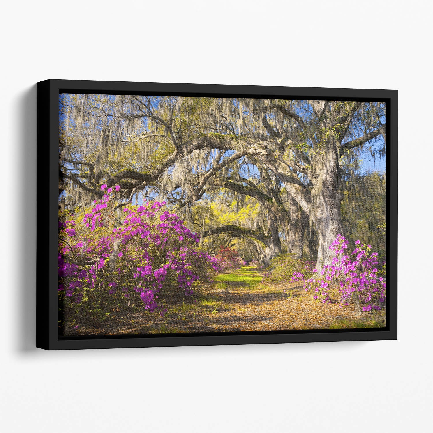 Live oak trees in morning sunlight Floating Framed Canvas