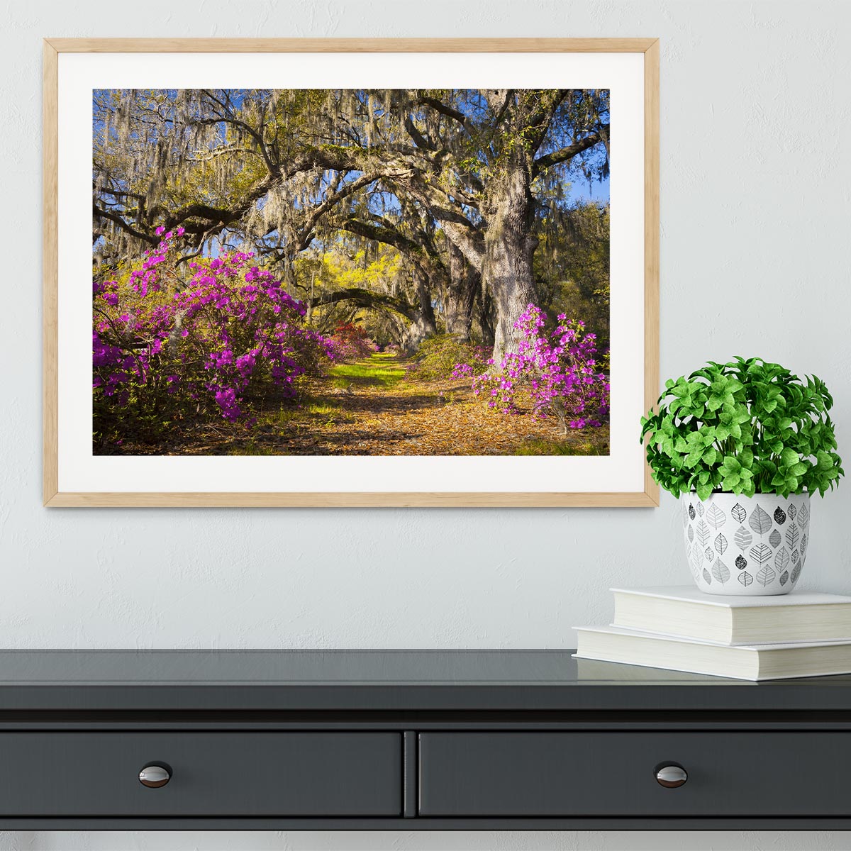 Live oak trees in morning sunlight Framed Print - Canvas Art Rocks - 3