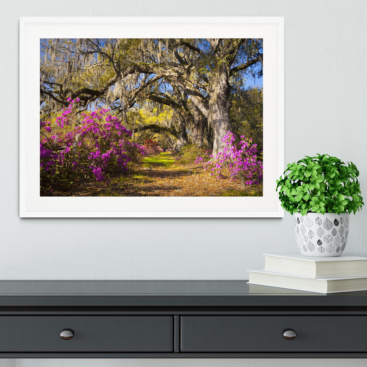 Live oak trees in morning sunlight Framed Print - Canvas Art Rocks - 5