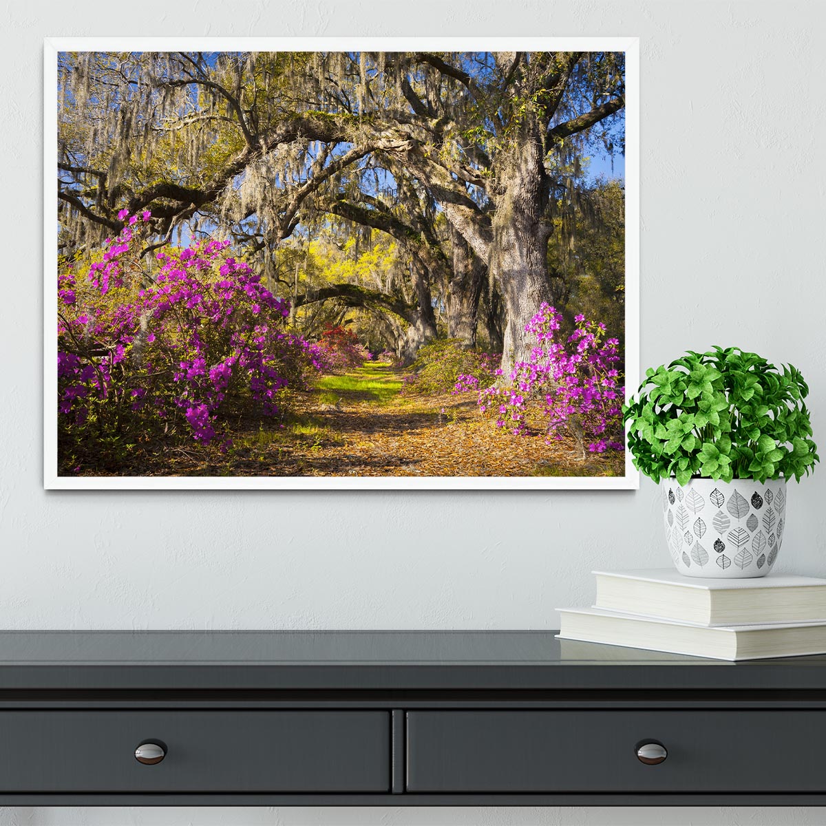 Live oak trees in morning sunlight Framed Print - Canvas Art Rocks -6