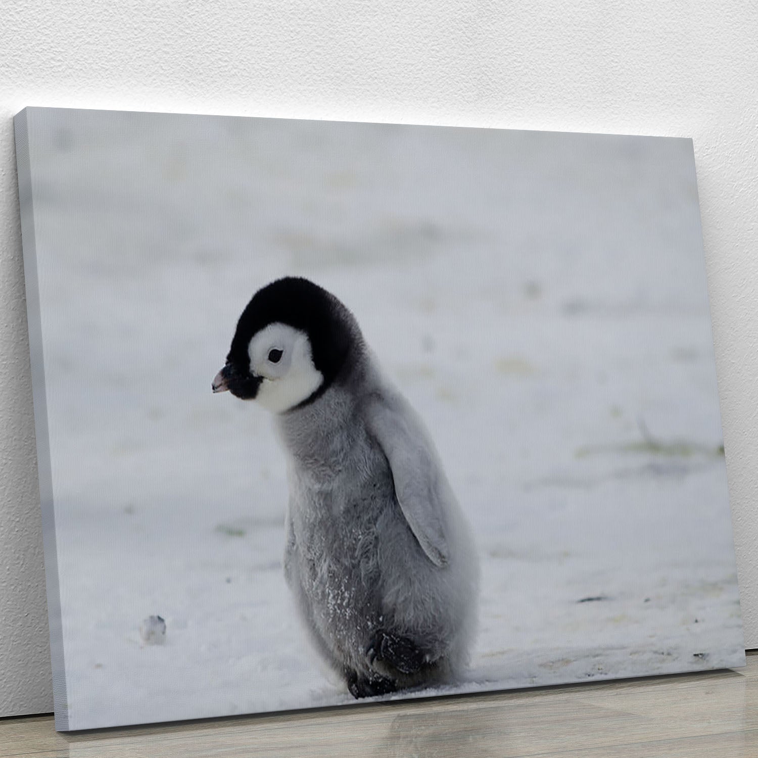 Lone Penguin Chick Canvas Print or Poster - Canvas Art Rocks - 1