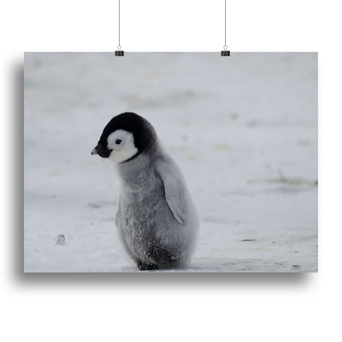 Lone Penguin Chick Canvas Print or Poster - Canvas Art Rocks - 2