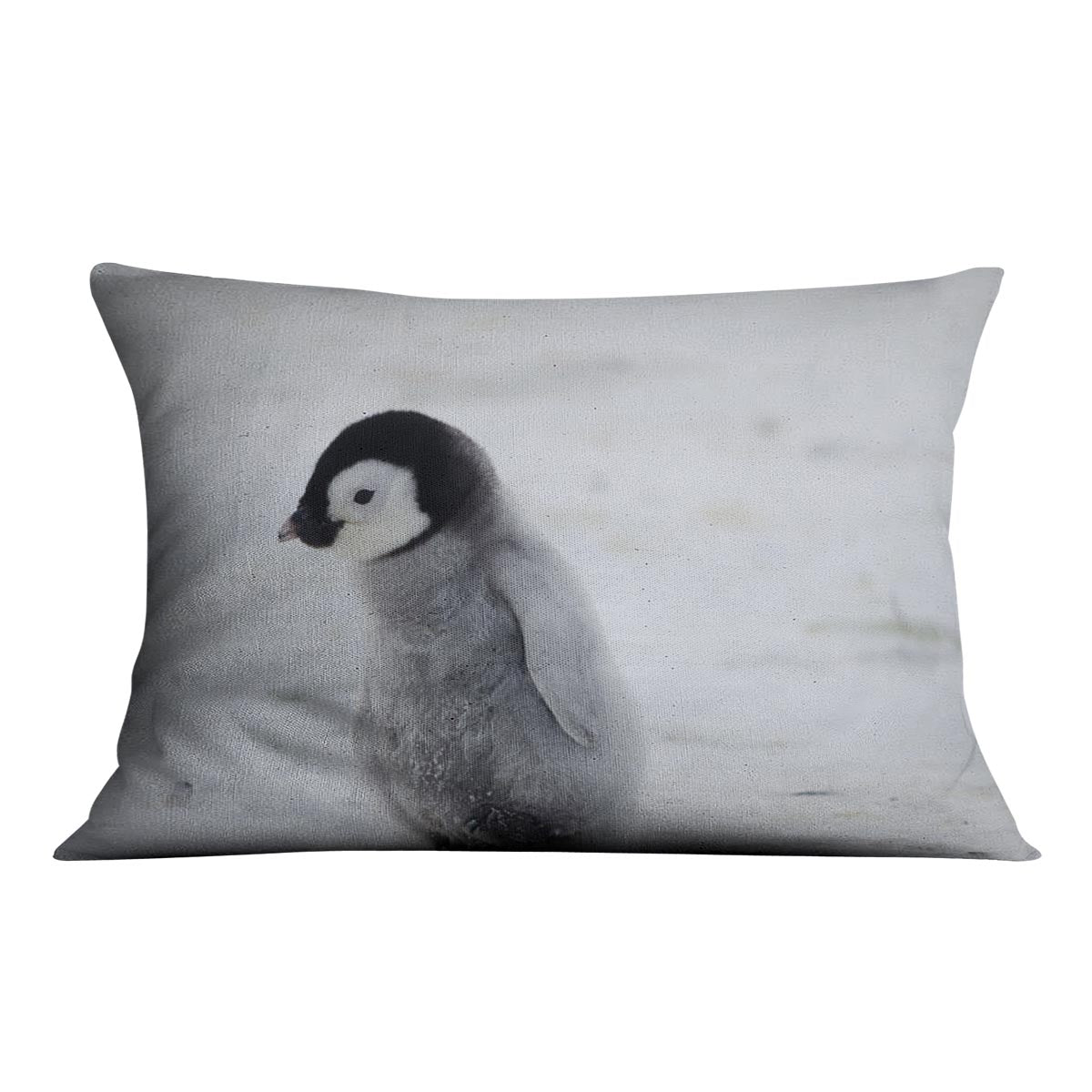 Lone Penguin Chick Cushion - Canvas Art Rocks - 4