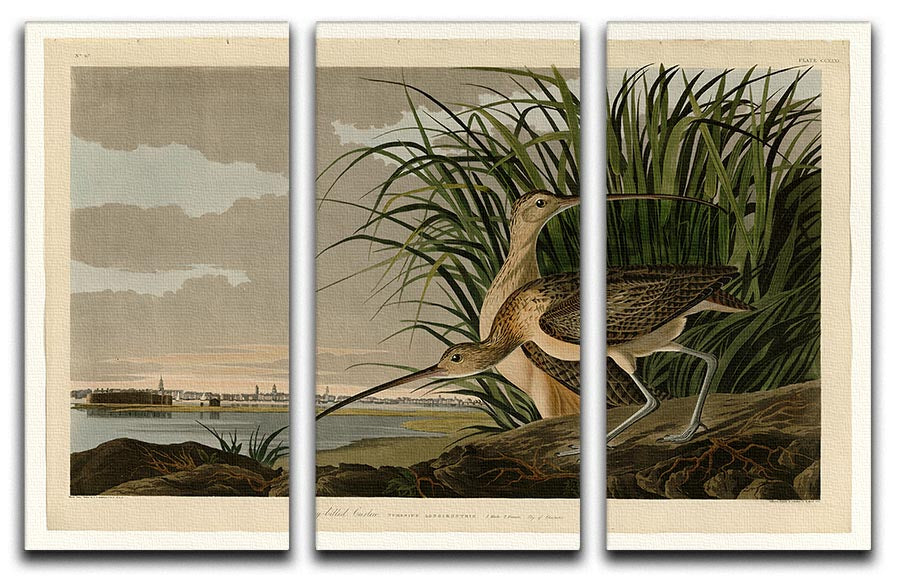 Long billed Curlew by Audubon 3 Split Panel Canvas Print - Canvas Art Rocks - 1