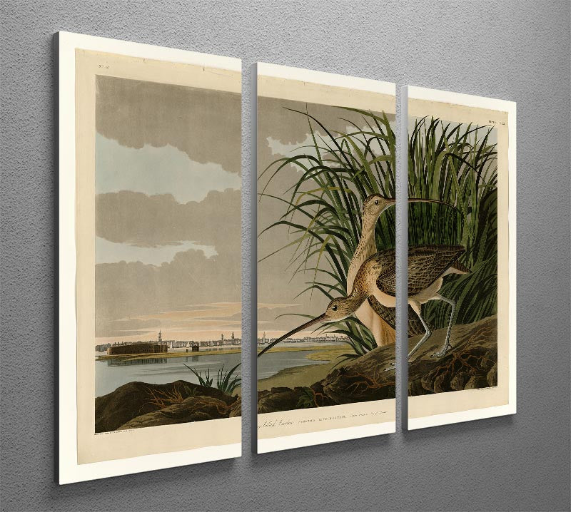 Long billed Curlew by Audubon 3 Split Panel Canvas Print - Canvas Art Rocks - 2