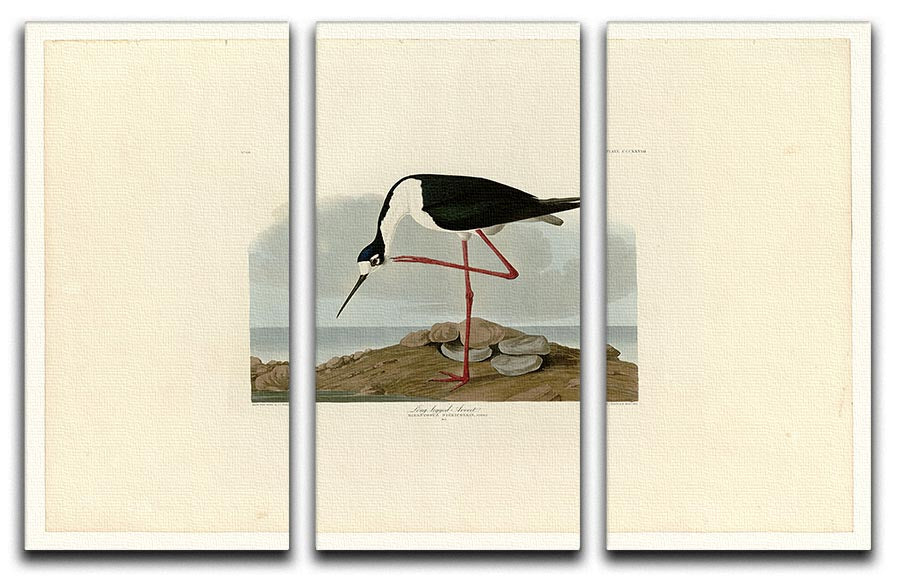 Long legged Avocet by Audubon 3 Split Panel Canvas Print - Canvas Art Rocks - 1