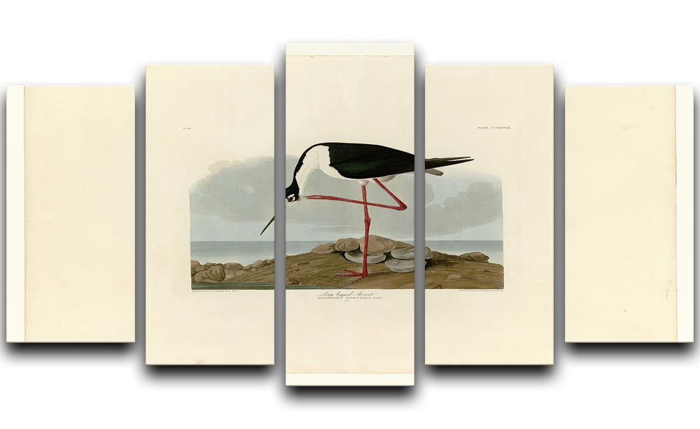Long legged Avocet by Audubon 5 Split Panel Canvas - Canvas Art Rocks - 1