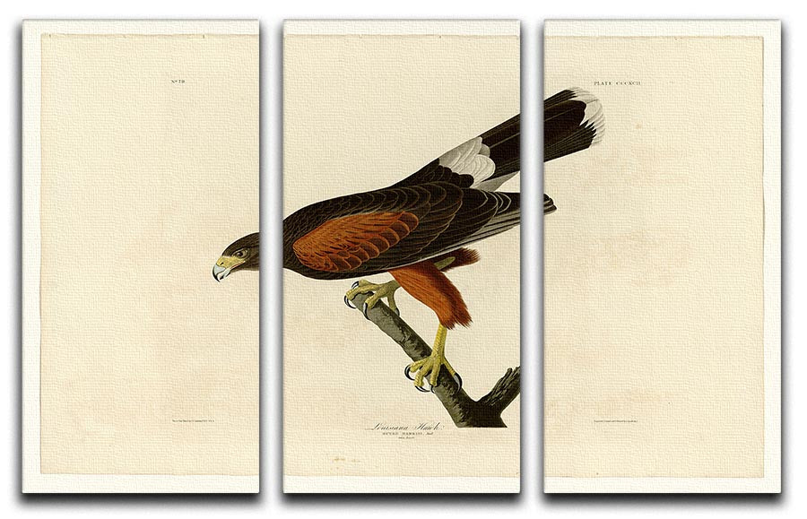 Louisiana Hawk by Audubon 3 Split Panel Canvas Print - Canvas Art Rocks - 1