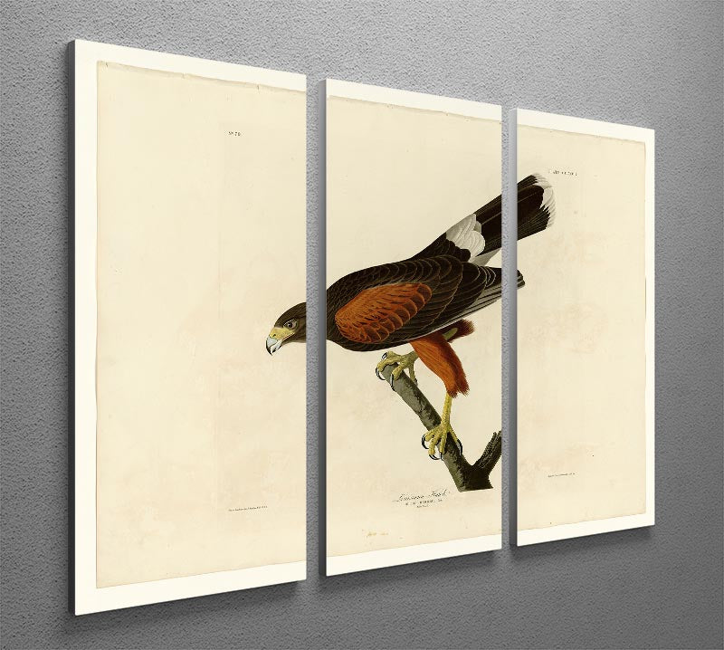 Louisiana Hawk by Audubon 3 Split Panel Canvas Print - Canvas Art Rocks - 2