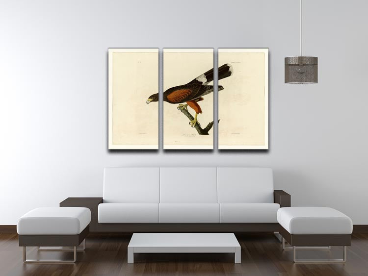 Louisiana Hawk by Audubon 3 Split Panel Canvas Print - Canvas Art Rocks - 3