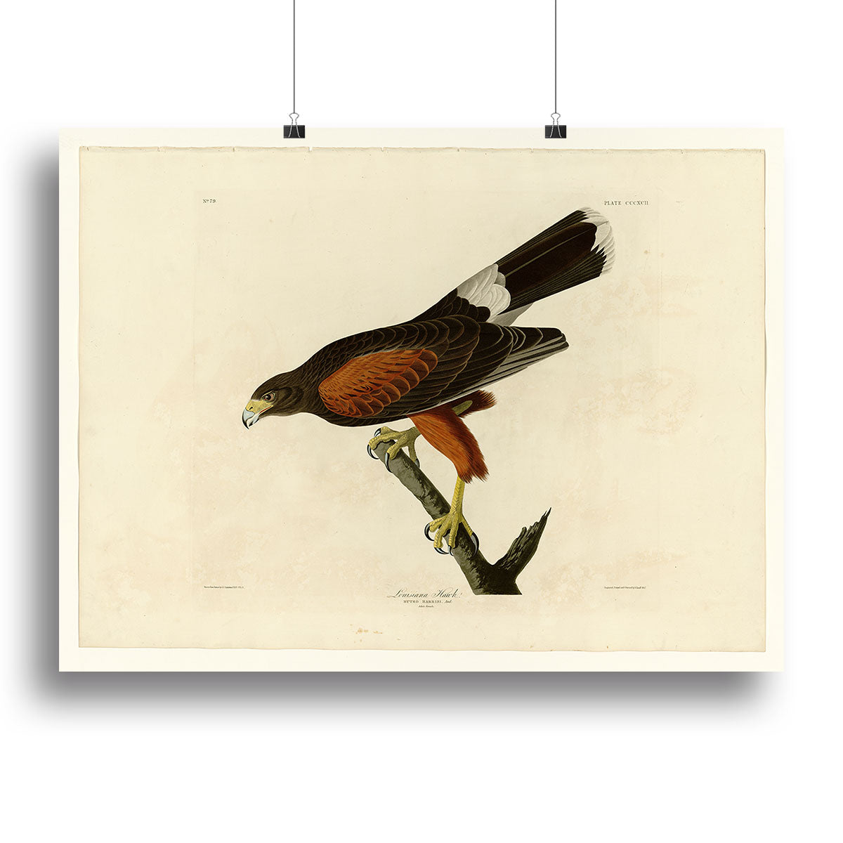 Louisiana Hawk by Audubon Canvas Print or Poster - Canvas Art Rocks - 2