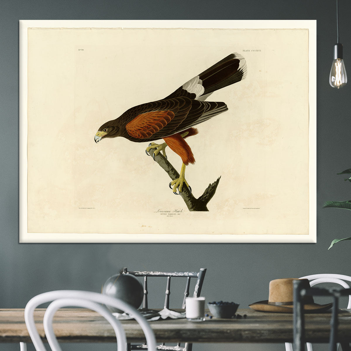 Louisiana Hawk by Audubon Canvas Print or Poster - Canvas Art Rocks - 3