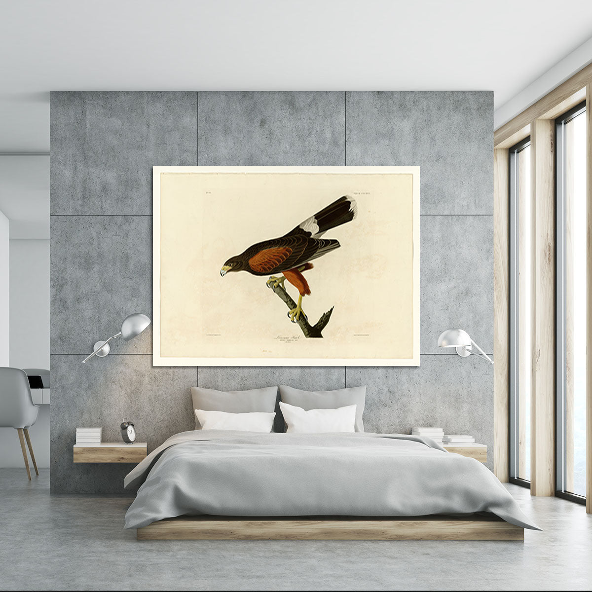 Louisiana Hawk by Audubon Canvas Print or Poster - Canvas Art Rocks - 5