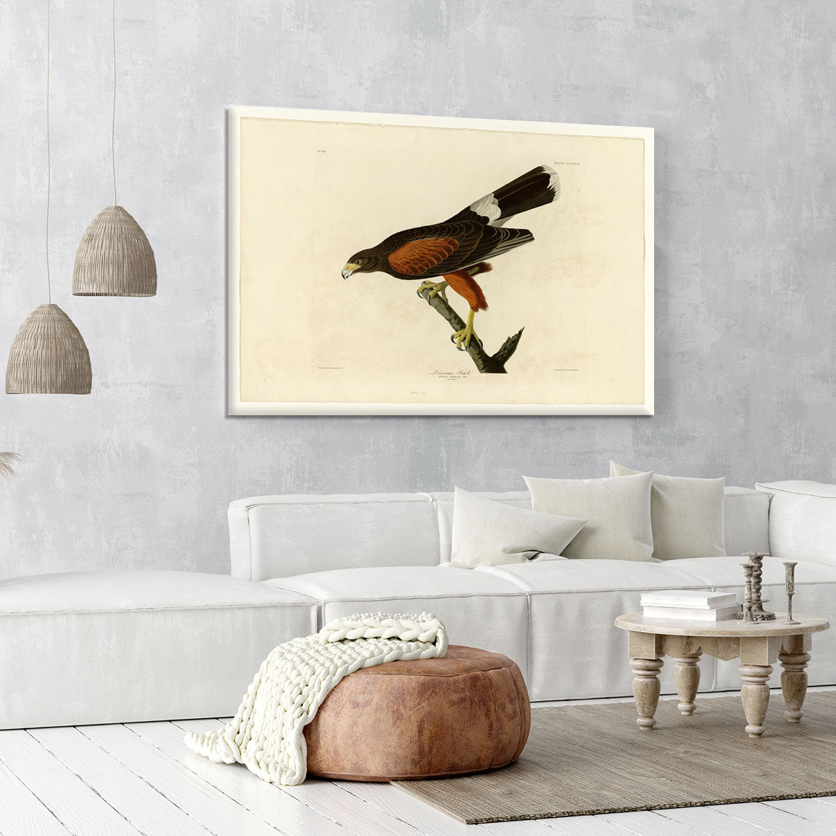 Louisiana Hawk by Audubon Canvas Print or Poster - Canvas Art Rocks - 6
