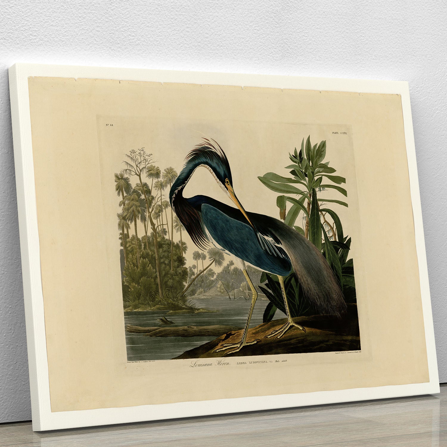 Louisiana Heron by Audubon Canvas Print or Poster - Canvas Art Rocks - 1