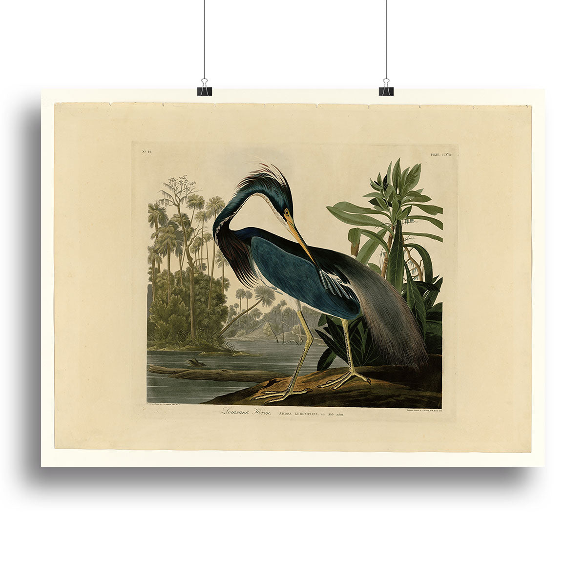 Louisiana Heron by Audubon Canvas Print or Poster - Canvas Art Rocks - 2