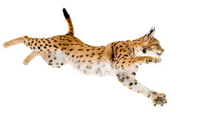 Lynx in front of a white background Wall Mural Wallpaper - Canvas Art Rocks - 1