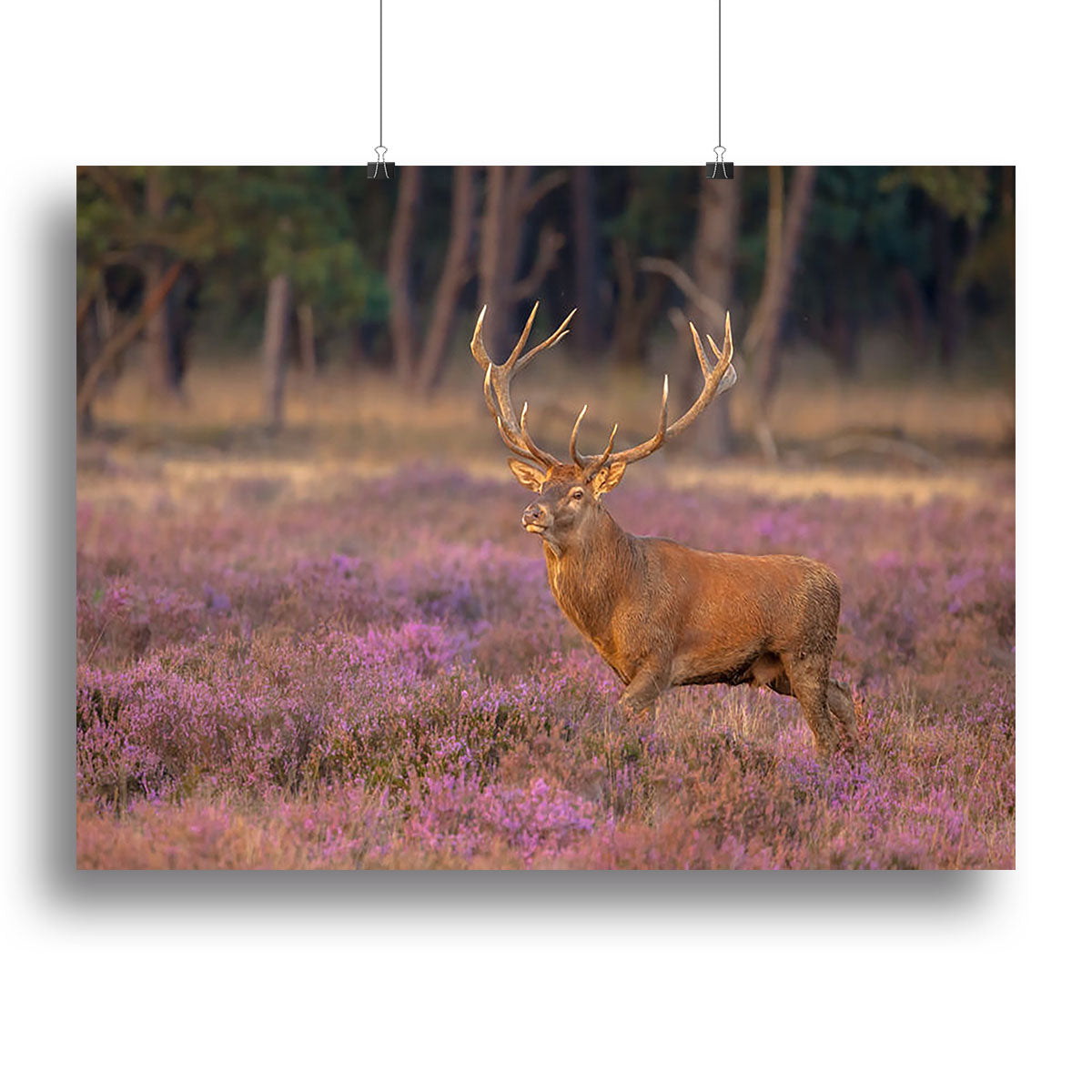 Male red deer Cervus elaphus with antlers during mating season Canvas Print or Poster - Canvas Art Rocks - 2