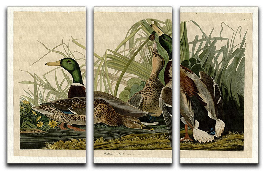 Mallard Duck by Audubon 3 Split Panel Canvas Print - Canvas Art Rocks - 1
