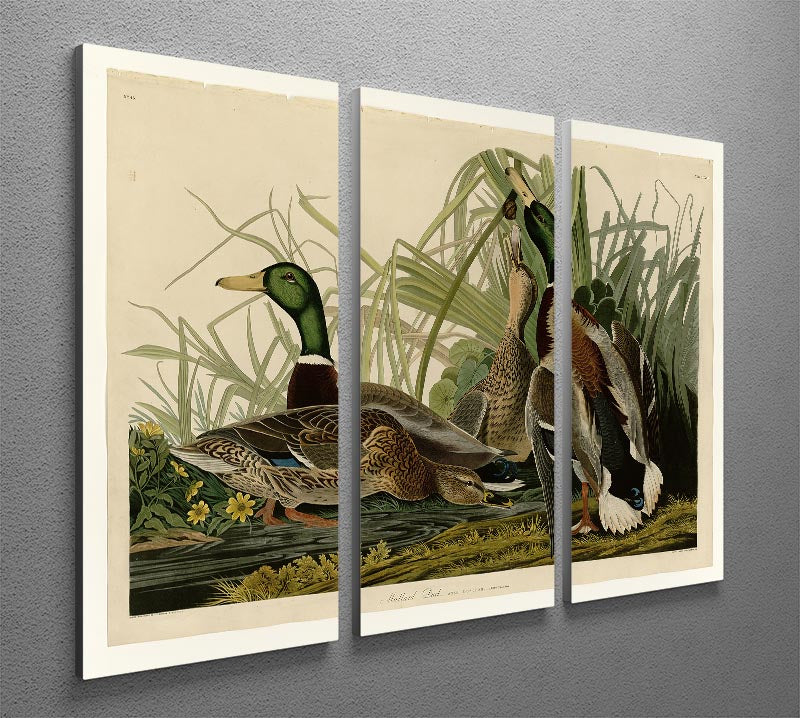 Mallard Duck by Audubon 3 Split Panel Canvas Print - Canvas Art Rocks - 2