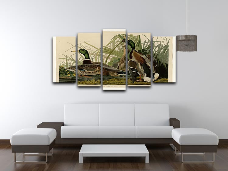 Mallard Duck by Audubon 5 Split Panel Canvas - Canvas Art Rocks - 3