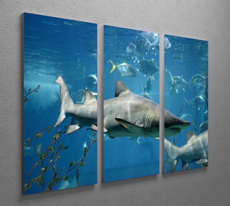 Marine fish underwater 3 Split Panel Canvas Print - Canvas Art Rocks - 2