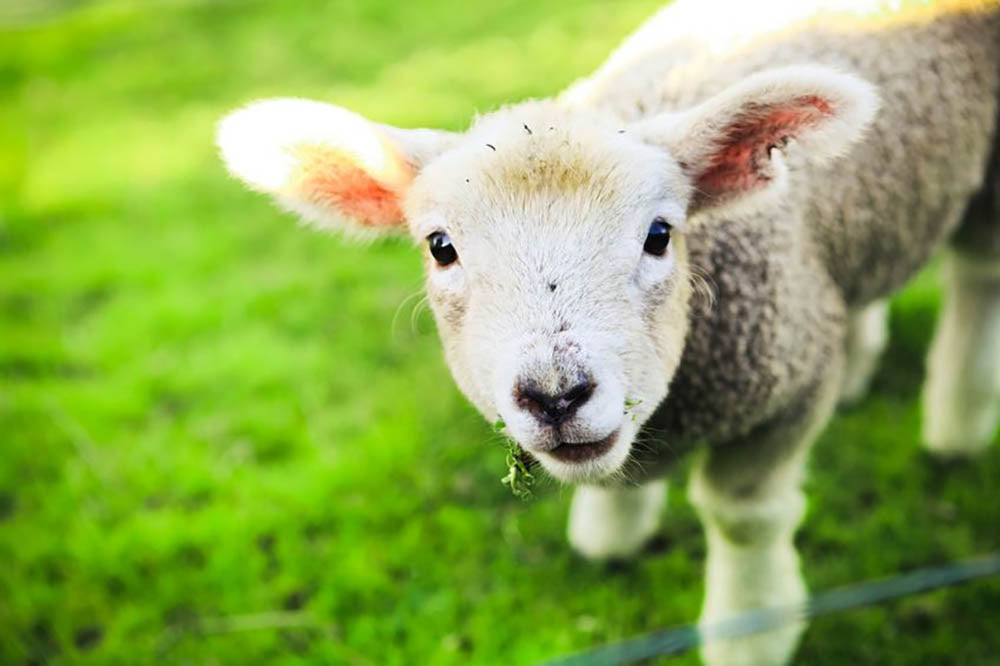 Mary had a little lamb Wall Mural Wallpaper - Canvas Art Rocks - 1