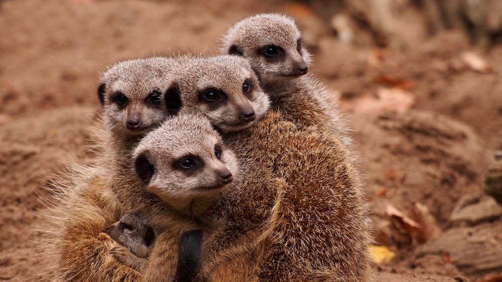 Meerkat family Wall Mural Wallpaper - Canvas Art Rocks - 1