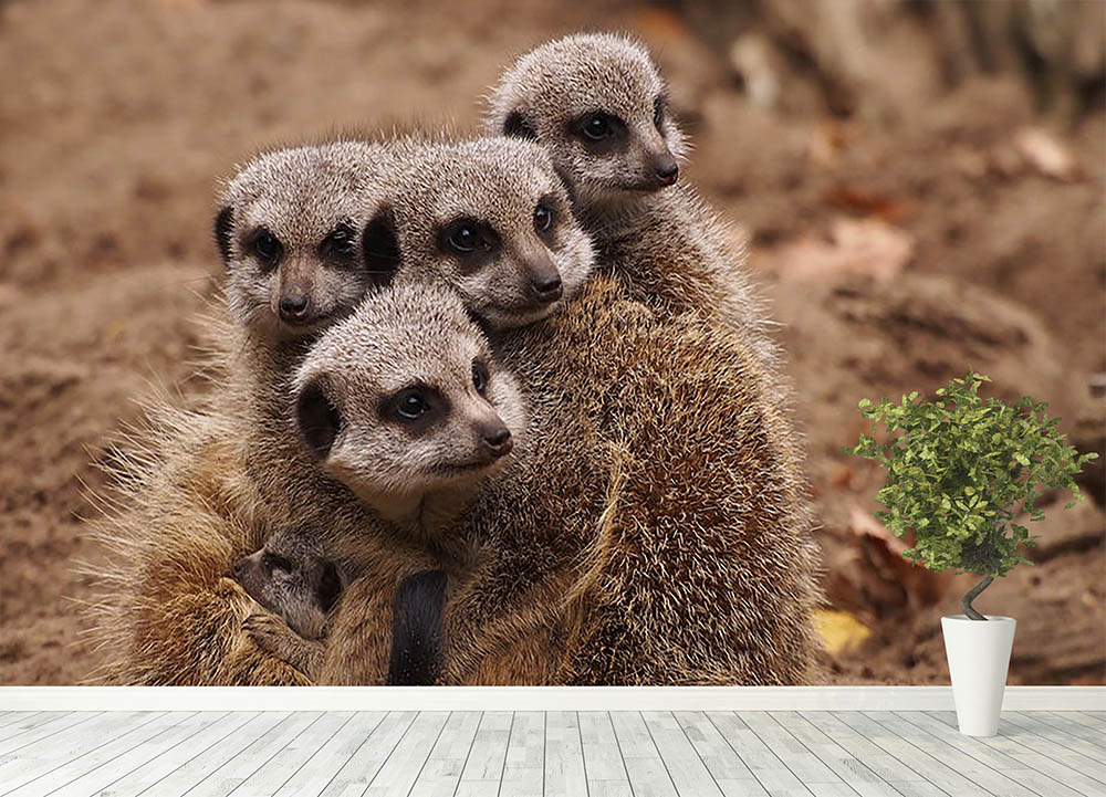 Meerkat family Wall Mural Wallpaper - Canvas Art Rocks - 4