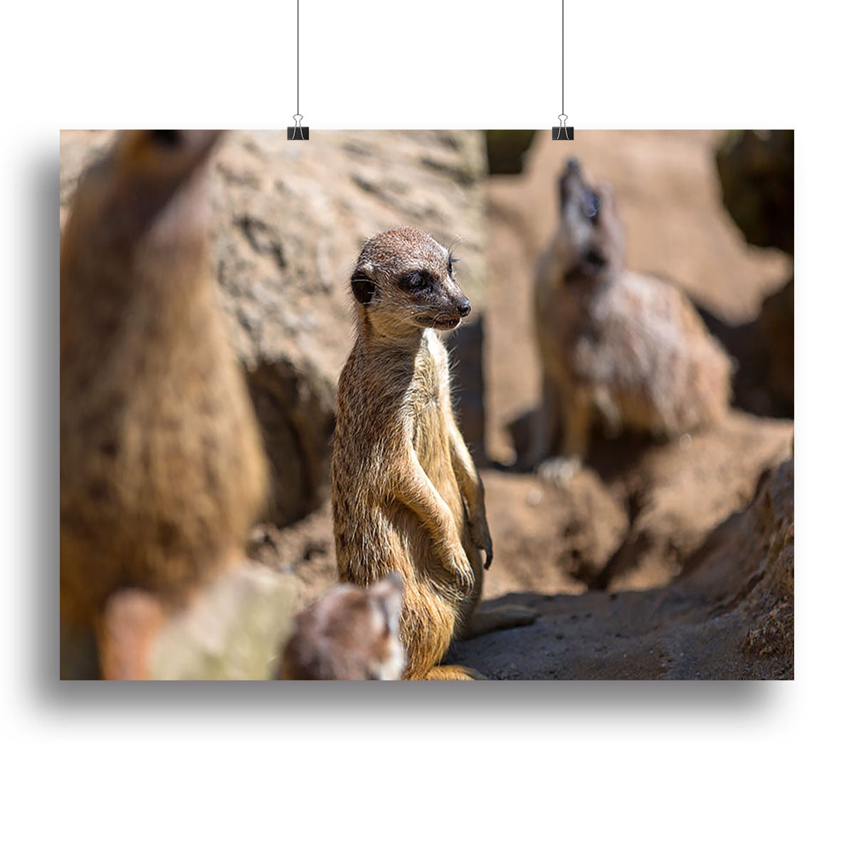 Meerkats in the wild Canvas Print or Poster - Canvas Art Rocks - 2