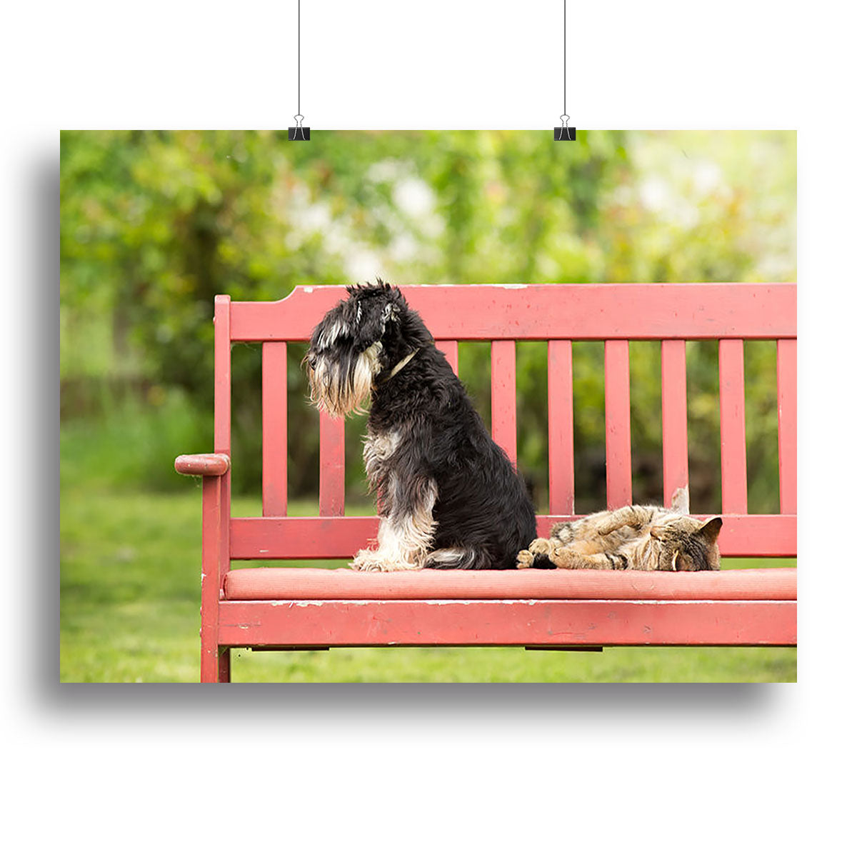 Miniature schnauzer turned back to its cat friend Canvas Print or Poster - Canvas Art Rocks - 2
