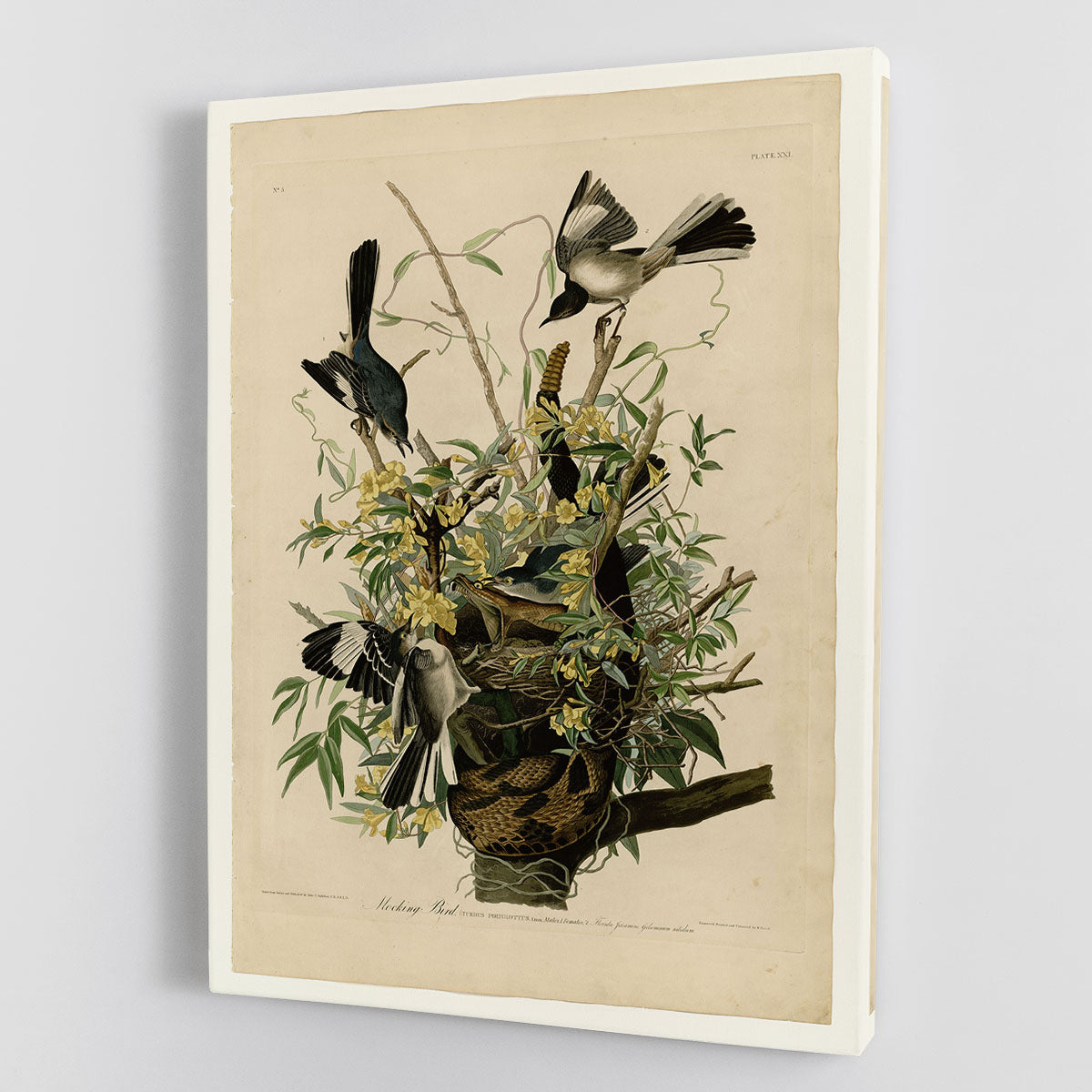 Mocking Bird by Audubon Canvas Print or Poster - Canvas Art Rocks - 1