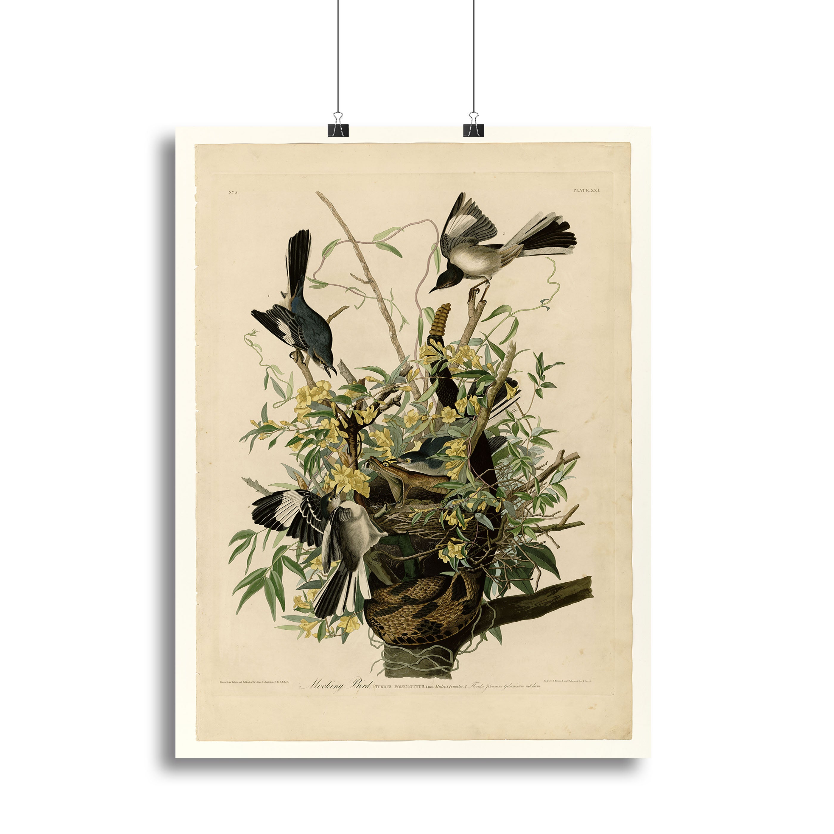Mocking Bird by Audubon Canvas Print or Poster - Canvas Art Rocks - 2