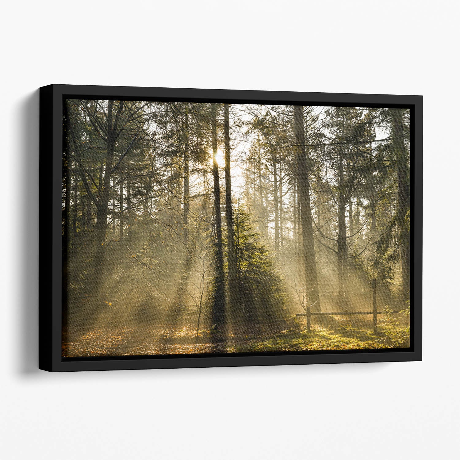 Morning sun in the forrest Floating Framed Canvas