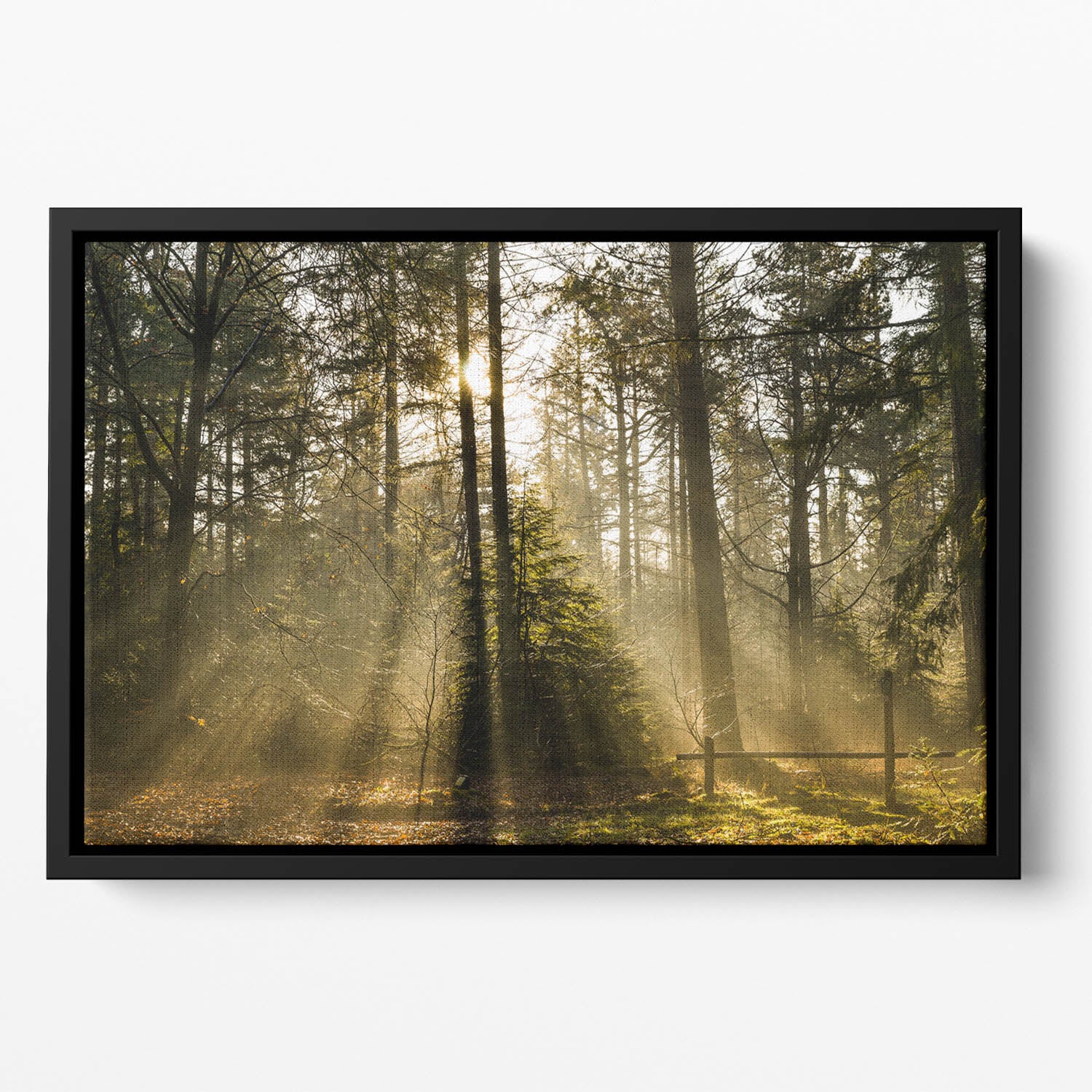 Morning sun in the forrest Floating Framed Canvas