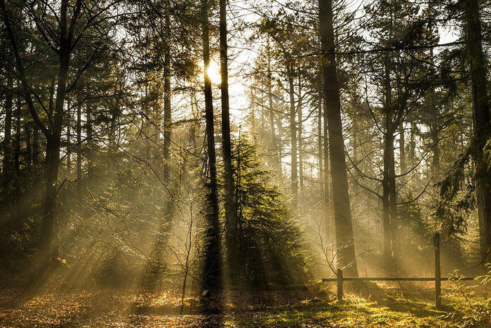 Morning sun in the forrest Wall Mural Wallpaper