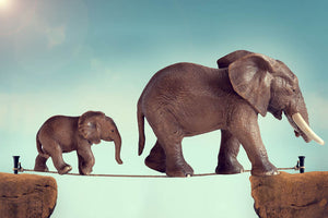 Mother and baby elephant on a tightrope Wall Mural Wallpaper - Canvas Art Rocks - 1