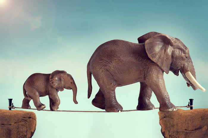 Mother and baby elephant on a tightrope Wall Mural Wallpaper