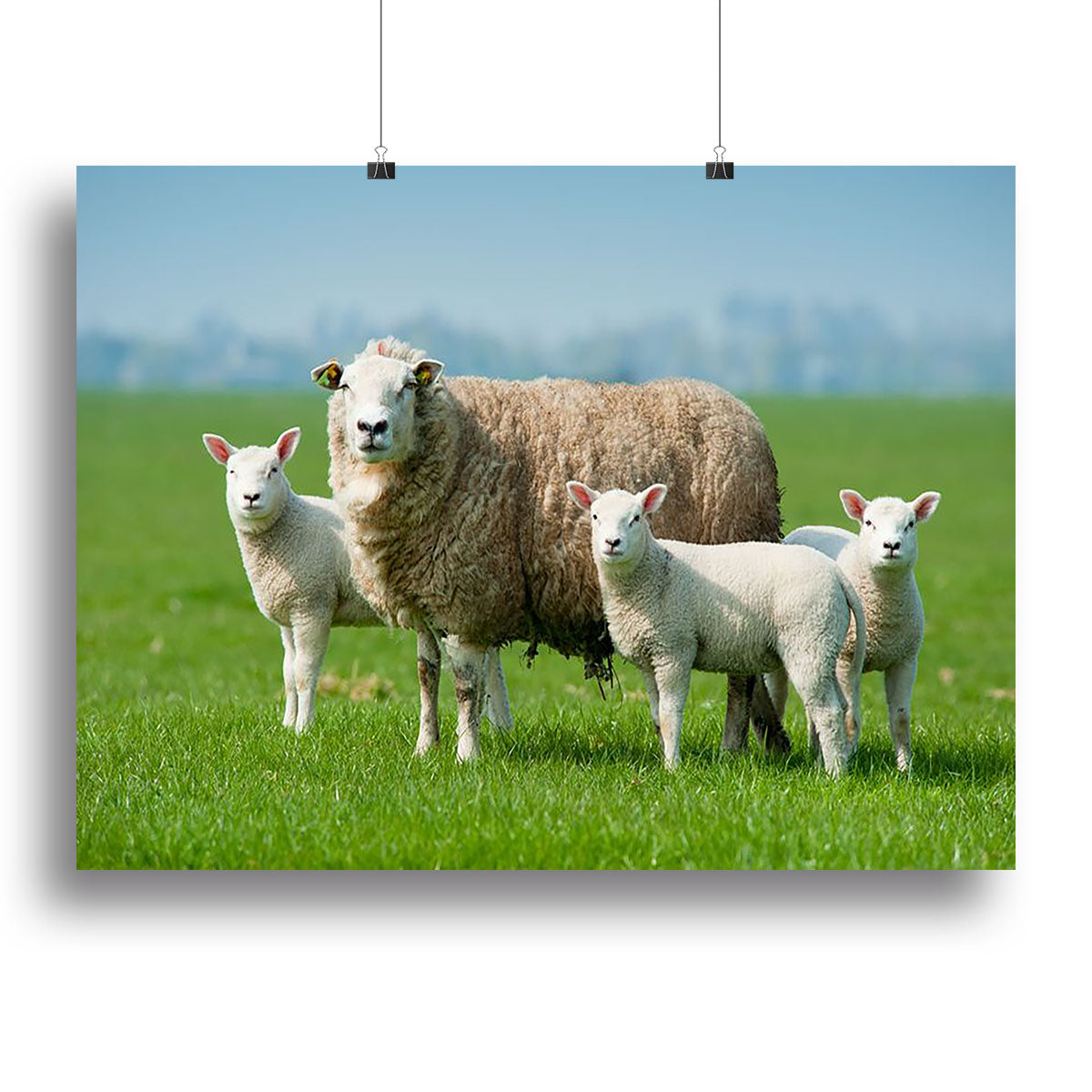 Mother sheep and her lambs in spring Canvas Print or Poster - Canvas Art Rocks - 2