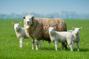 Mother sheep and her lambs in spring Wall Mural Wallpaper - Canvas Art Rocks - 1