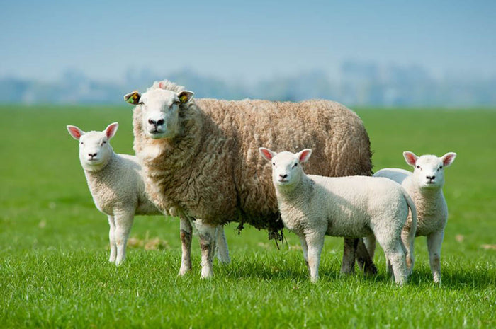 Mother sheep and her lambs in spring Wall Mural Wallpaper