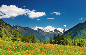 Mountain landscape with blossoming field Wall Mural Wallpaper - Canvas Art Rocks - 1