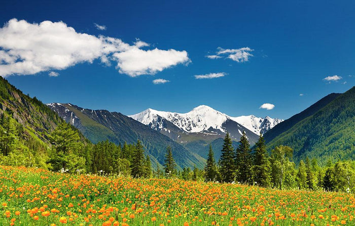 Mountain landscape with blossoming field Wall Mural Wallpaper