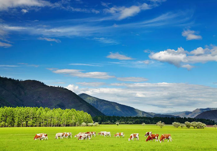 Mountain landscape with grazing cows and sky Wall Mural Wallpaper
